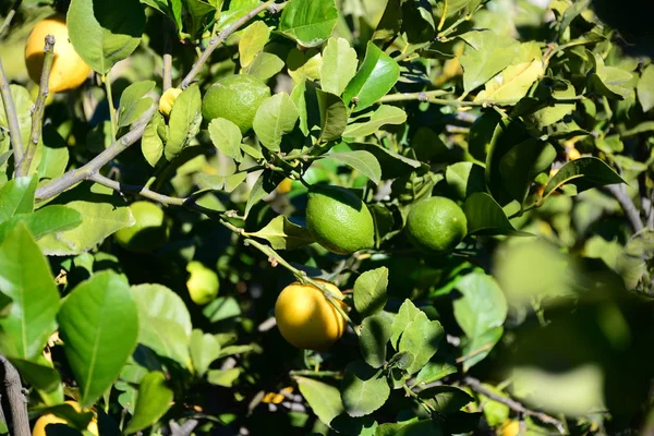 Желтые Лимоны Деревьях Растениях Листьях — стоковое фото
