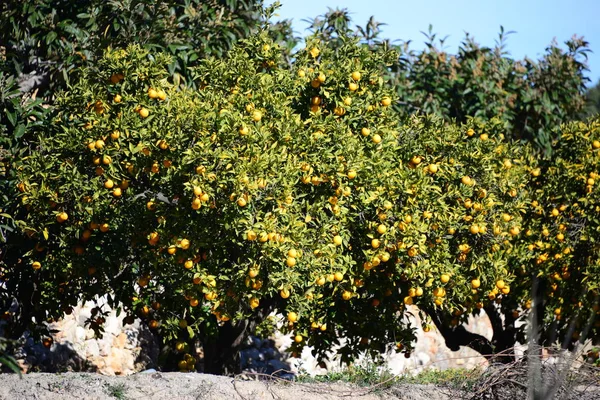 Желтые Лимоны Деревьях Растениях Листьях — стоковое фото