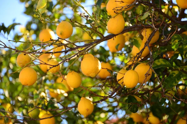 Yellow Lemons Tree Flora Leaves — Stock Photo, Image