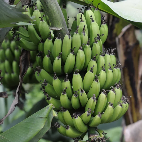 Banany Owoce Tropikalne Żywność — Zdjęcie stockowe