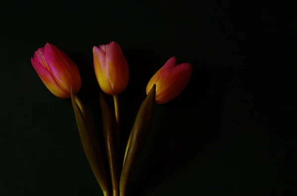Tulipas Flores Flora Primavera — Fotografia de Stock
