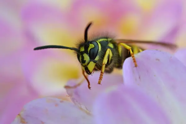 Eşek Arılarının Makro Görüntüsü — Stok fotoğraf