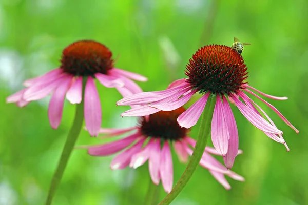 Belles Fleurs Concept Floral Fond Nature — Photo