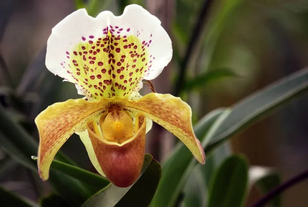 Macro Frauenschuh Paphiopedilum Híbridos Wilhelm Hennis — Foto de Stock