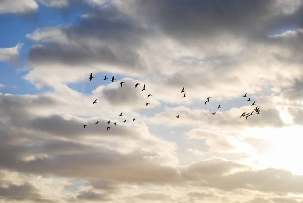 Flying Geese Silhouettes Cloudy Sky — Stock Photo, Image