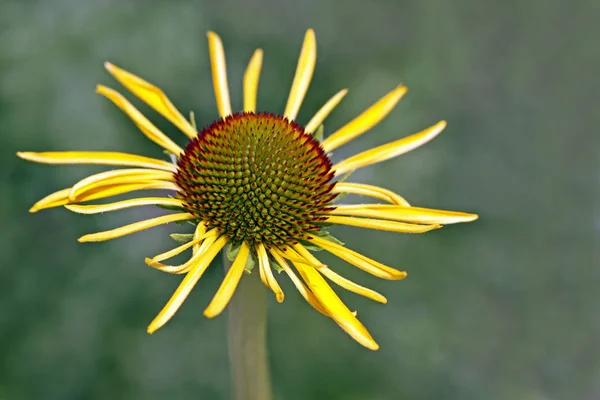 Macro Yellow Echinacea Paradox — Stock Photo, Image