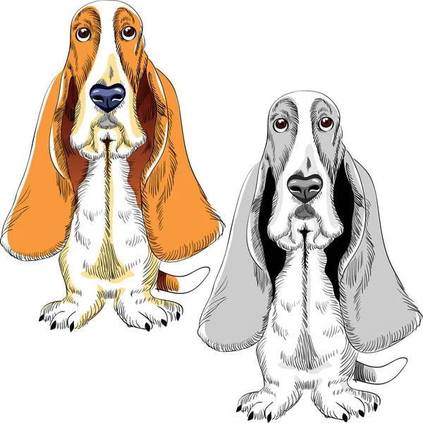 Szín Fekete Fehér Vázlat Kutya Basset Hound Fajta — Stock Fotó