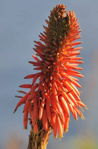 Baumaloes Aloes Czerwony Aloes Kanadyjski — Zdjęcie stockowe