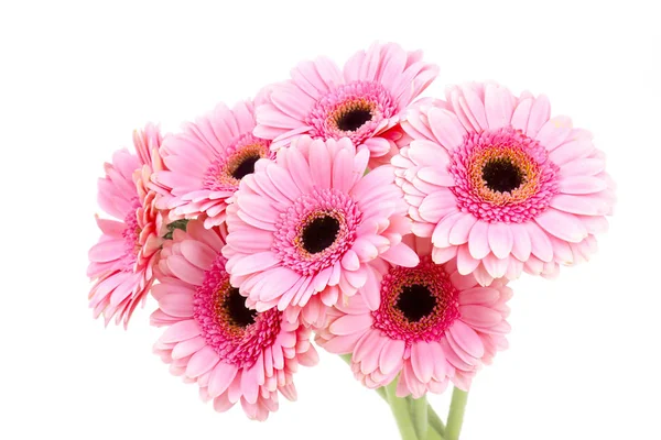 Pink Gerbera Flowers White Background — Stock Photo, Image