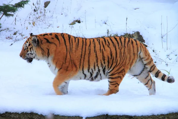 Tigre Dans Neige — Photo