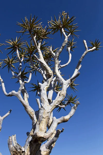 クイバーの木砂漠の植物 — ストック写真