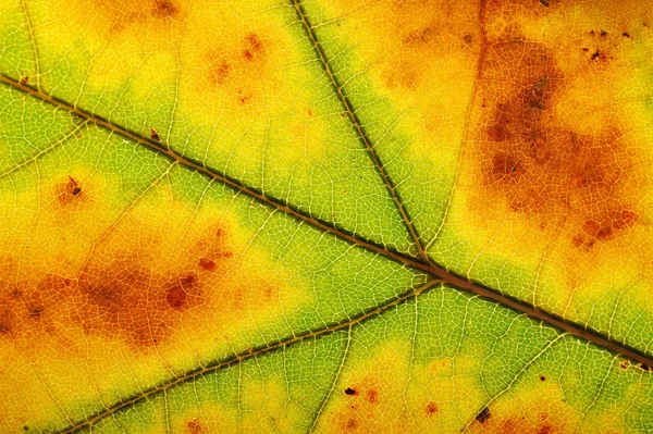 Макро Знімок Сухого Осіннього Листя Різних Зелених Коричневих Тонах — стокове фото