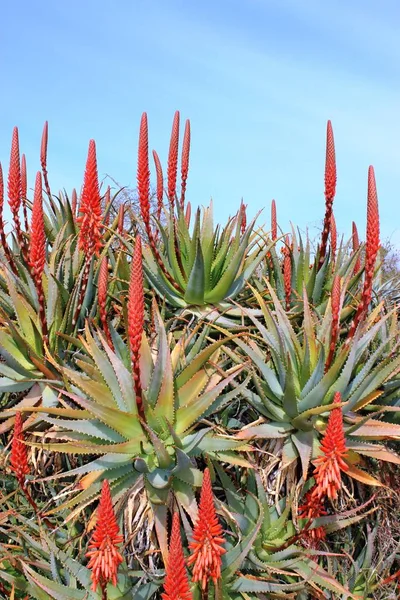 Flowering Aloe Vera Plants — Stock Photo, Image