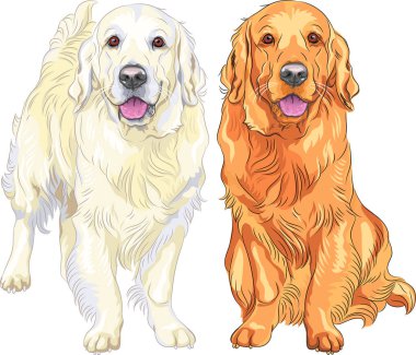 smiling pale and red gun dog breed Golden Retriever sitting and staying clipart
