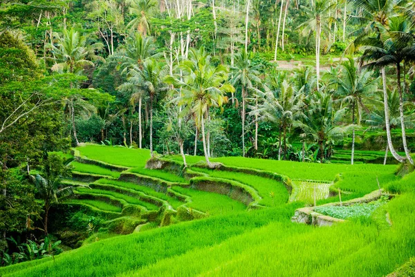 Bali Endonezya Pirinç Tarlaları — Stok fotoğraf