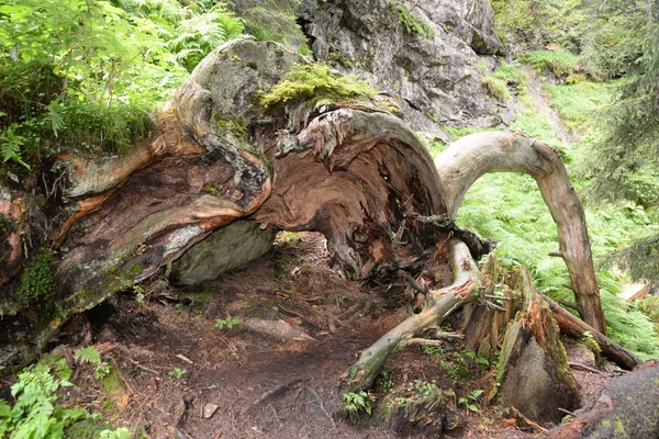 old tree root,mountain forest,tree root,tree,root,wood,deadwood,old,nature,landscape,forest,trunk,bole