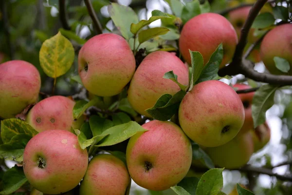 Maçã Macieira Árvore Galho Ramo Vermelho Fruto Fruto Agricultura Comida — Fotografia de Stock