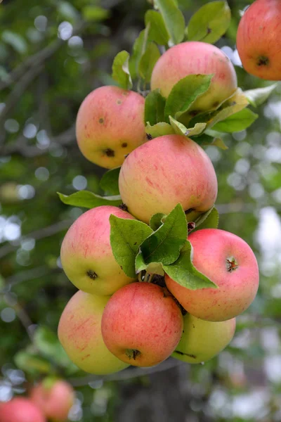 Maçã Macieira Árvore Galho Ramo Vermelho Fruto Fruto Agricultura Comida — Fotografia de Stock