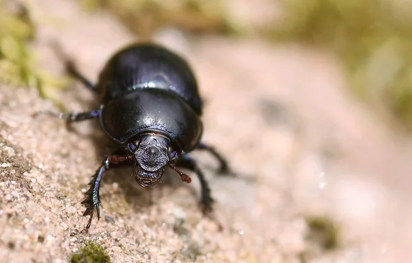 Μακρο Δασική Κοπριά Σκαθάρι Anoplotrupes Stercorosus — Φωτογραφία Αρχείου