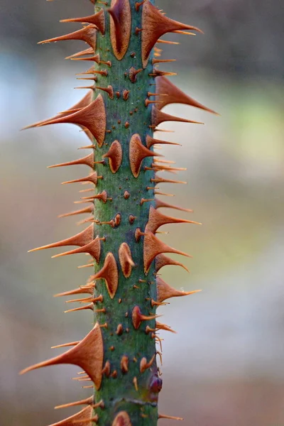 Tige Rose Aux Épines — Photo