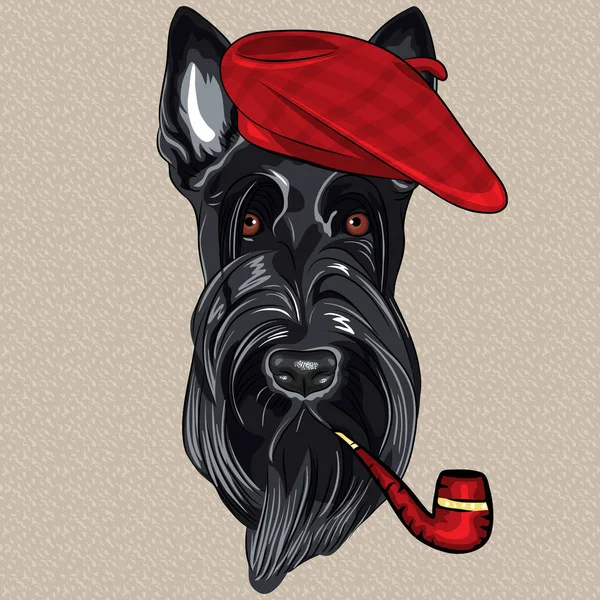 Hipster Dog Scottish Terrier Rasse Roter Baskenmütze Mit Pfeife — Stockfoto