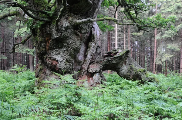 Närbild Ormbunksblad — Stockfoto