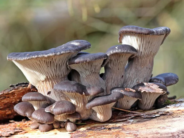 Oesterzwam Pleurotus Ostreatus Het Nationale Park Kellerwald — Stockfoto