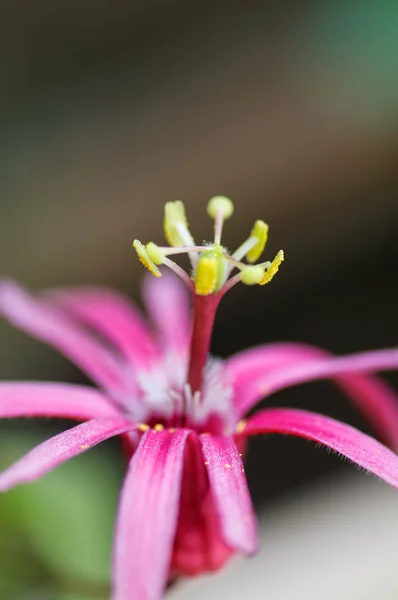 Çiçek Açan Güzelliğin Yakın Çekimi — Stok fotoğraf