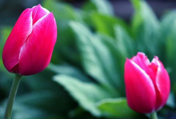 Two Tulips Pink Top Left Bottom Right — Stock Photo, Image