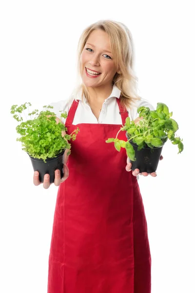 Femme Avec Tablier Présentant Basilic Persil Pot — Photo