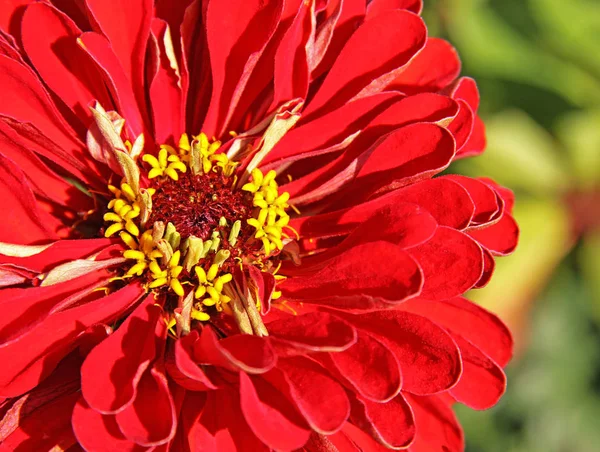 Zblízka Pohled Krásné Kvetoucí Dahlia — Stock fotografie