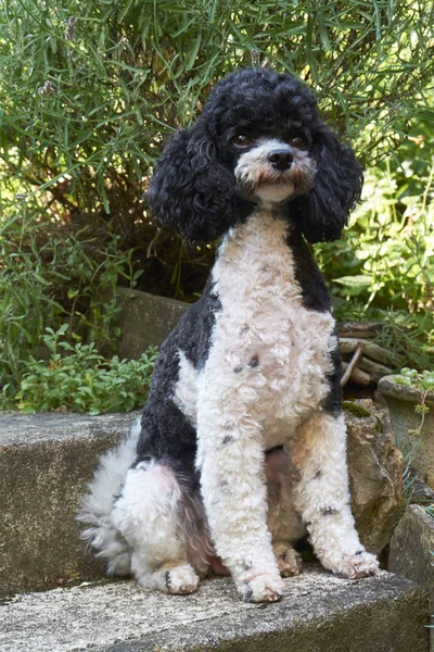 Purebred Poodle Dog Curly Dog — Stock Photo, Image