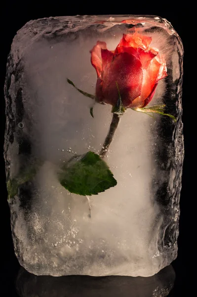 Rose Eingefroren Einem Eisblock — Stockfoto