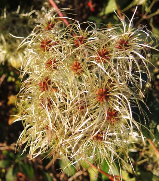 Herfst Bloemen Glinsteren Het Zonlicht — Stockfoto