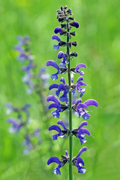 Zsálya Salvia Pratensis — Stock Fotó