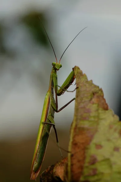 Sprinkhaneninsect Ongewervelde Bidwants — Stockfoto