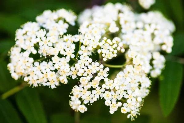 Flores Blancas Del Rowan Tree Cerca — Foto de Stock