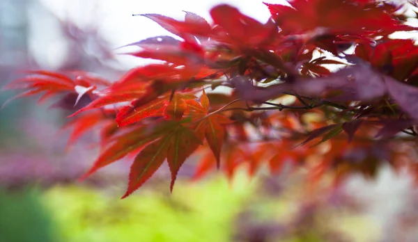 Roze Bladeren Van Japanse Esdoorn Acer Palmatum — Stockfoto