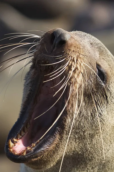 Foche Animali Mammiferi Marini — Foto Stock