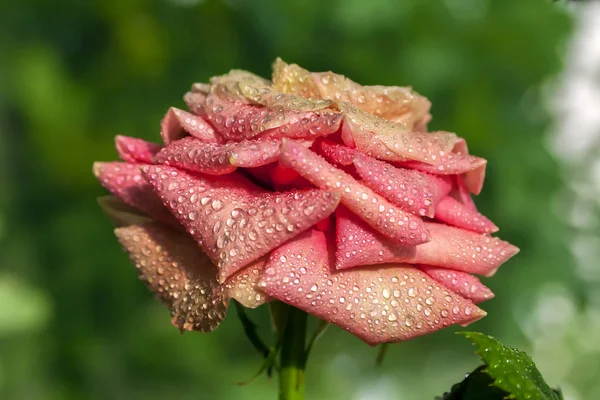 粉色玫瑰 有水滴 — 图库照片
