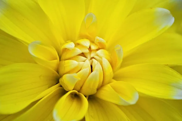 Close View Beautiful Blooming Dahlia — Stock Photo, Image