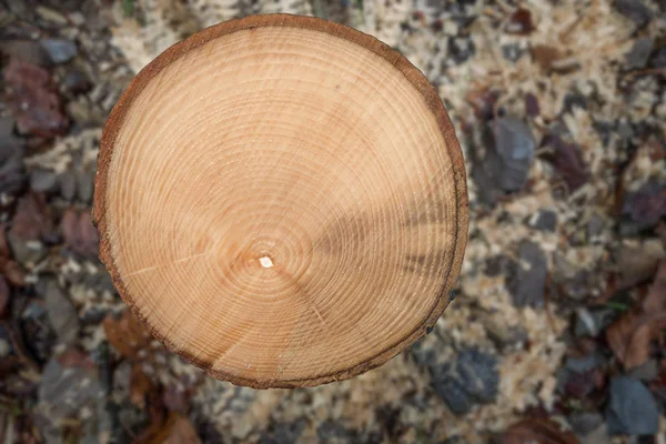 Годовые Кольца Ствола Небольшого Пильного Дерева — стоковое фото