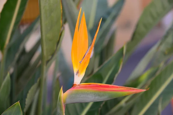 熱帯オレンジ色の花 楽園の花の鳥 — ストック写真