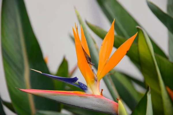 tropical orange strelizie flower, Bird of paradise flower