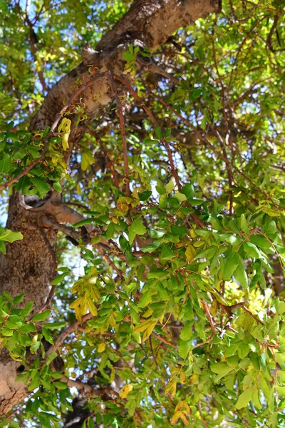 Baobab Ağacı Bitki Yaprağı Yaprakları — Stok fotoğraf