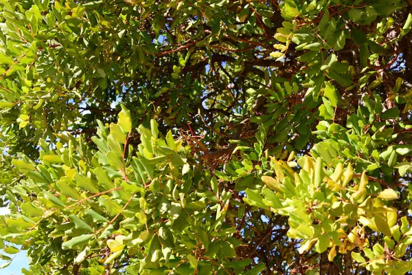 Baobabbaum Flora Und Pflanze — Stockfoto