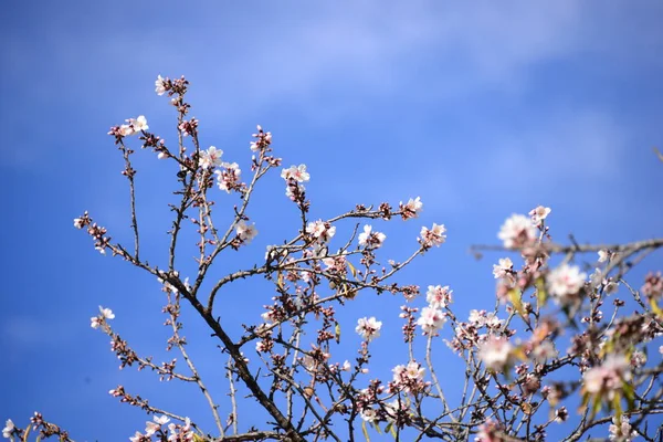 春の花木の枝に春の花を咲かせ — ストック写真