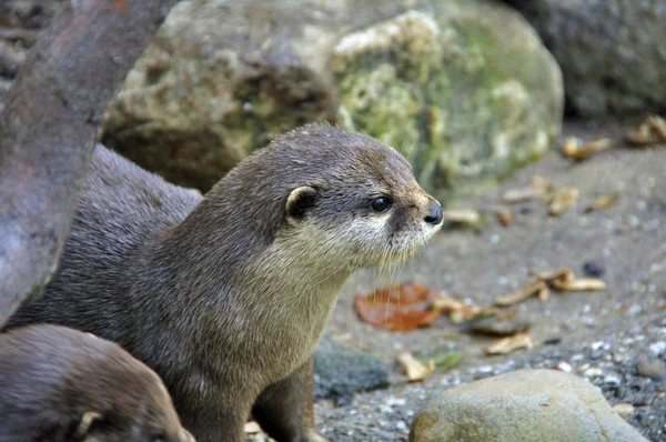 Nutria Animales Acuáticos Fauna Natural — Foto de Stock