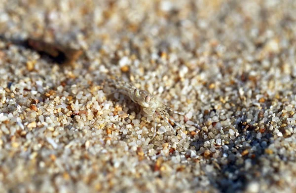 Grandes Belas Coqueiros Praia Tailândia — Fotografia de Stock