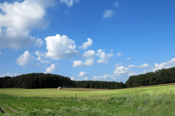 Paisaje Verano Con Campo Trigo —  Fotos de Stock